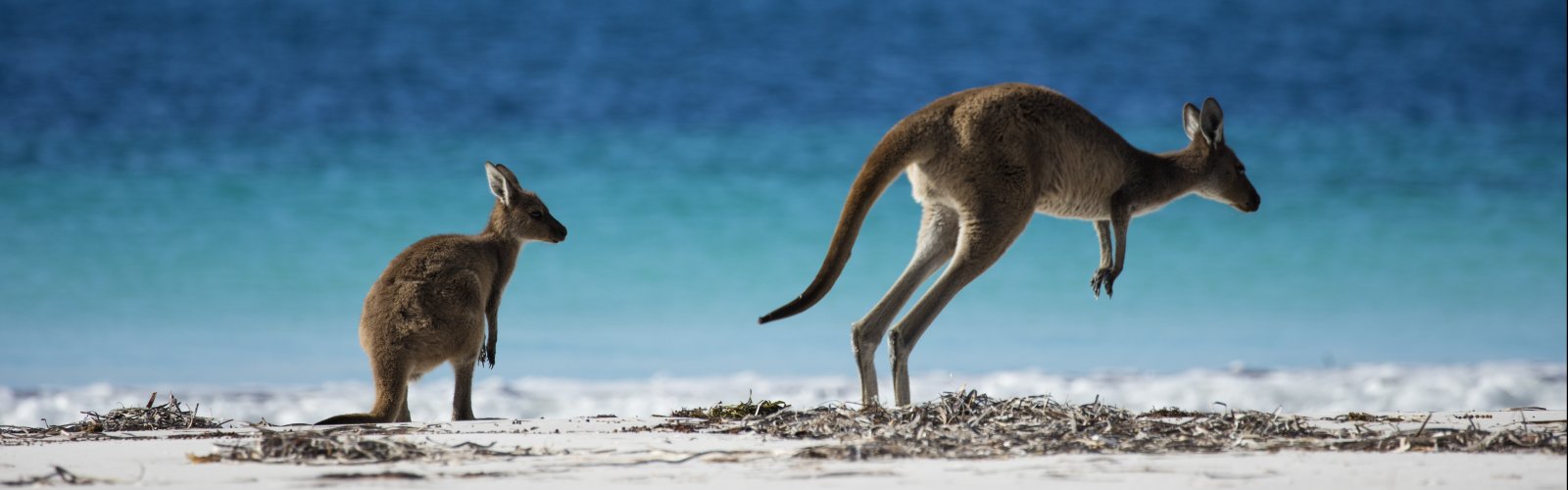 Australia Wildlife Beach Kangaroos